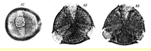 Белена черная, дурман, красавка (Hyoscyamus n?gerи)-пыльцевые зерна Белена черная, дурман, красавка (Hyoscyamus n?gerи)-пыльцевые зерна